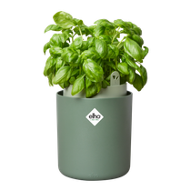 bouncy basil blad groen